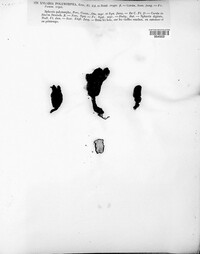 Xylaria polymorpha image